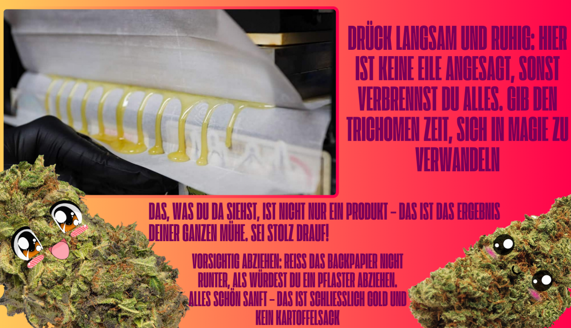 Langsame und ruhige Rosin-Extraktion, um das beste Produkt zu erhalten