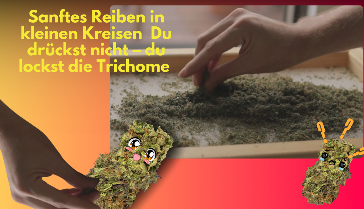 Sanftes Reiben von Cannabis in kleinen Kreisen, um die Trichome zu locken