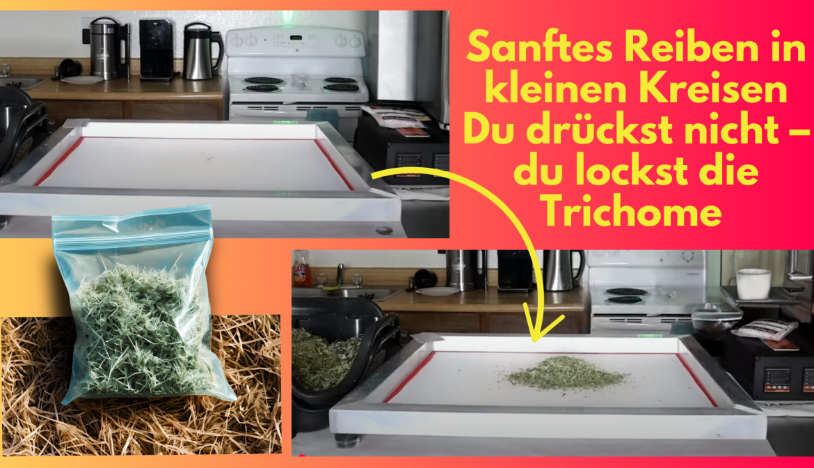 Sanftes Reiben zur Extraktion von Trichomen, mit Sieb und Material